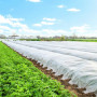 Netkaná agrotextilie 1,1m x 50m, standard, bílá SPRINGOS AG0006